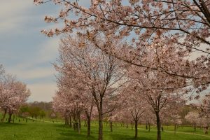 パレットヒルズの桜