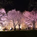 パレットヒルズの夜桜