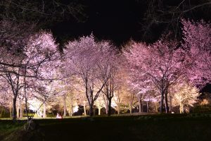パレットヒルズの夜桜